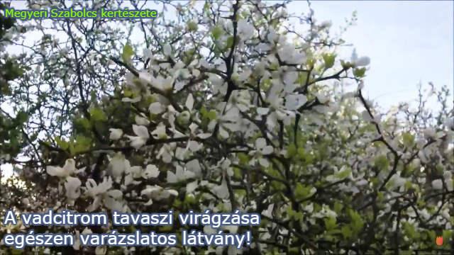vadcitrom rendelés a Megyeri kertészetből