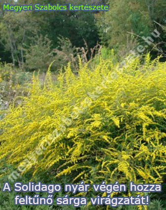 solidago vásárlás
