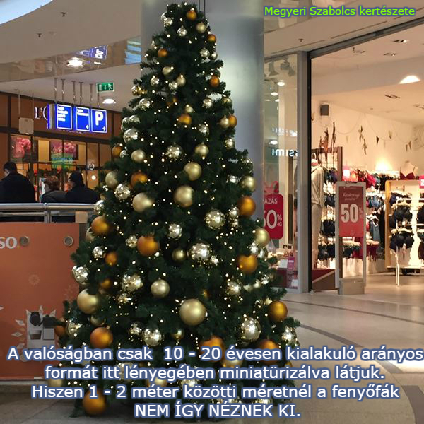 karácsonyfa házhozszállítás Megyeri kertészet