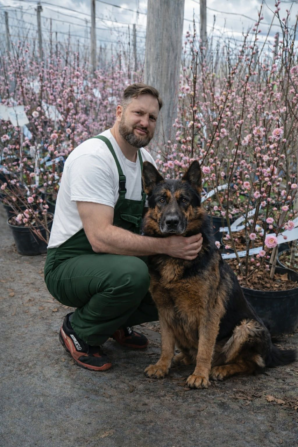 Kertész babarózsa (Prunus triloba Multiplex) díszcserjék között faiskolában tavasszal