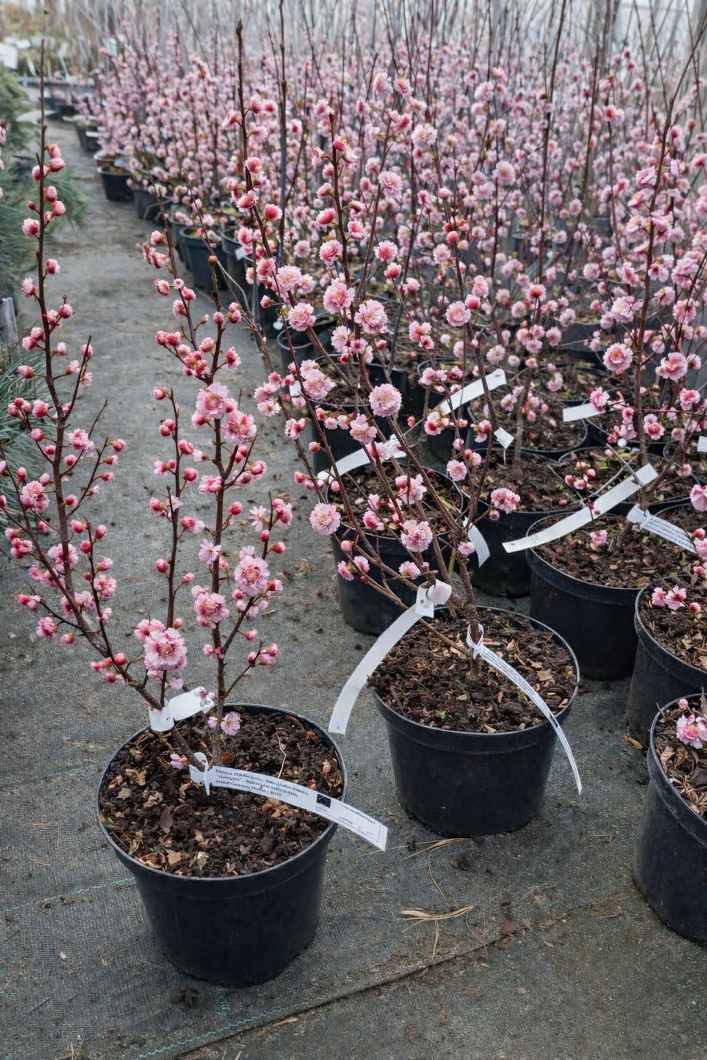 Konténeres babarózsa (Prunus triloba Multiplex) növények virágzáskor faiskolában – ültetésre kész díszcserjék