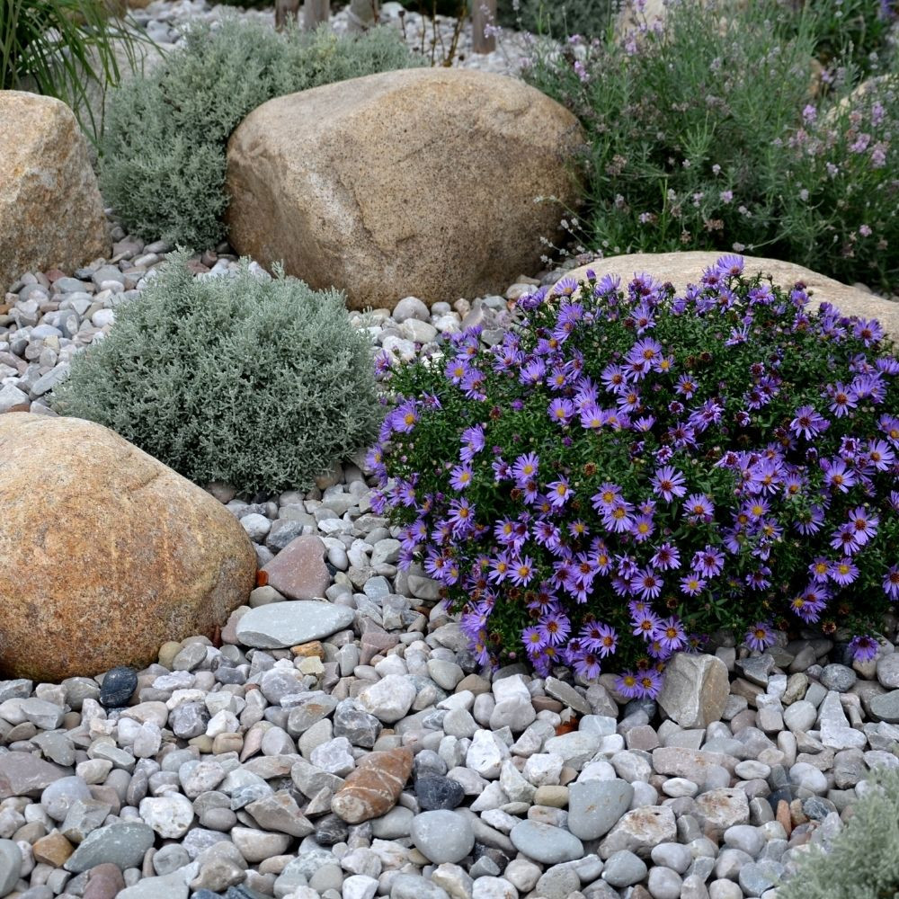 Sziklakert díszkaviccsal és évelő növényekkel természetes hatású kertben