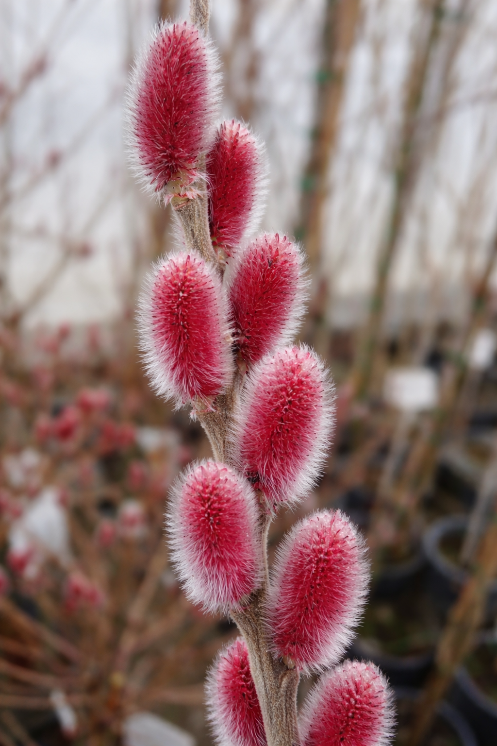 Rózsaszín díszbarka fűzfa ágon, bolyhos barkákkal közelről.
