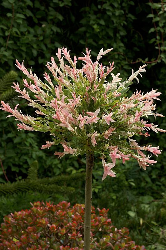 Tarka levelű japán fűz (Salix integra ‘Hakuro Nishiki’) törzses díszfa rózsaszín és zöld levelekkel kertben.