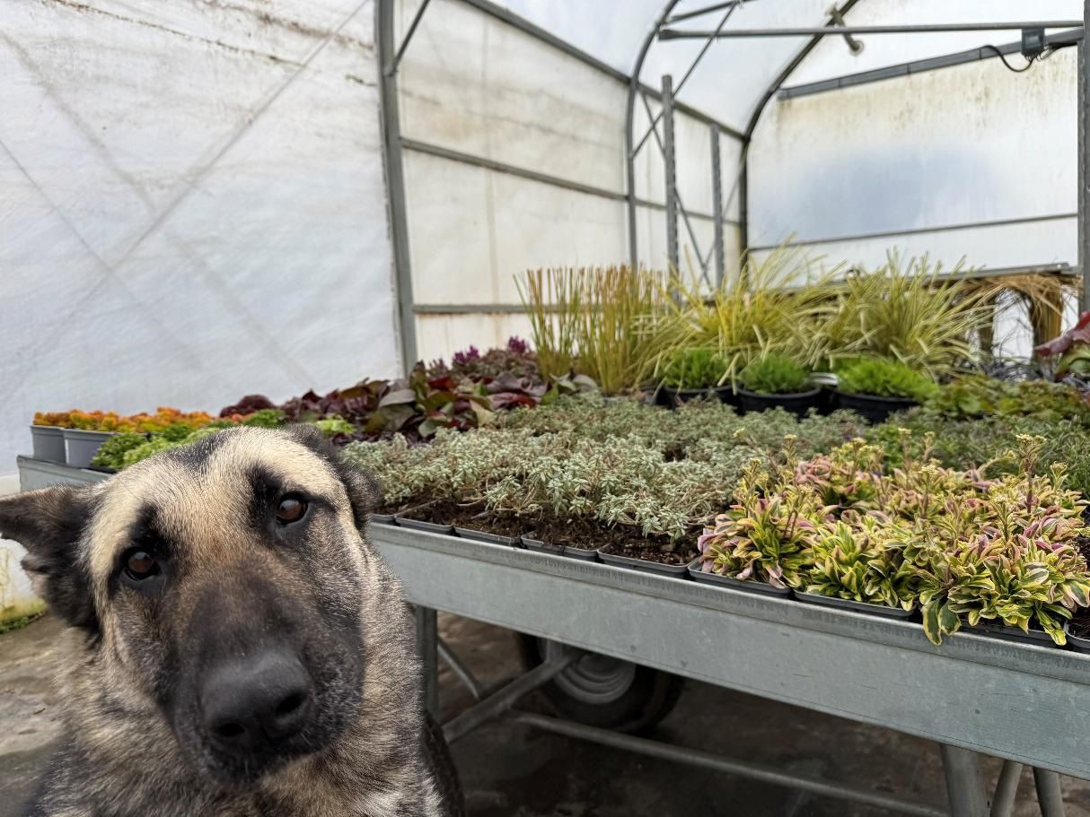 Dísznövény kertészet üvegházi növénynevelés faiskolában