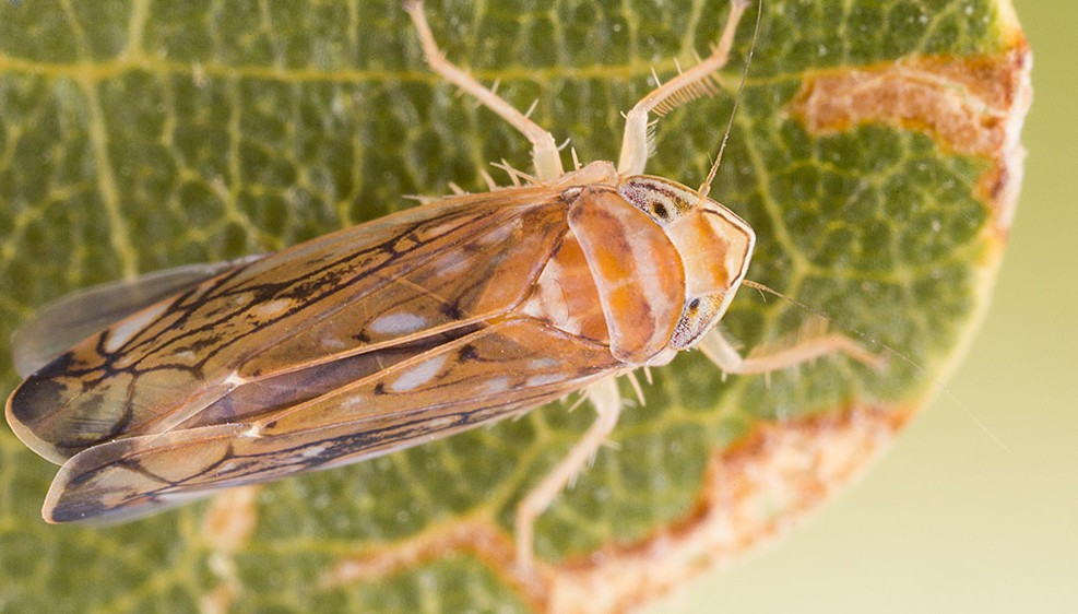 Amerikai szőlőkabóca imágója