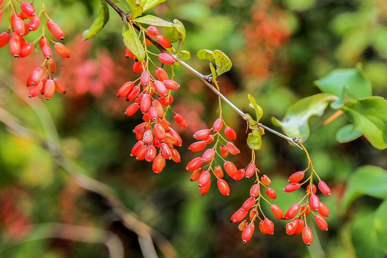 Goji bogyó a kertből: Így ültessük el növényünket, hogy biztos legyen termés!