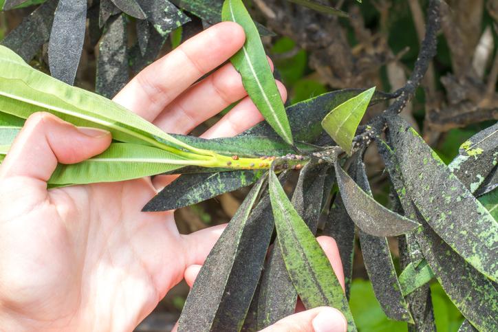 A leander korompenészes levelei
