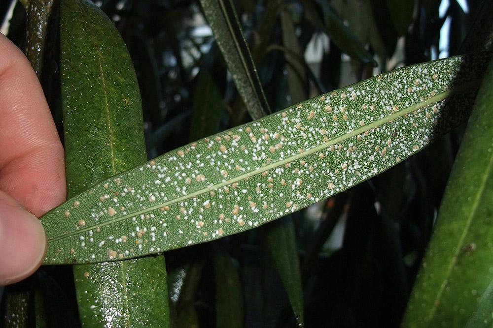 Oleander pajzstetű