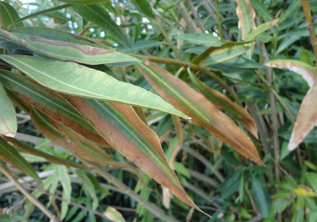 Xylella fastidiosa