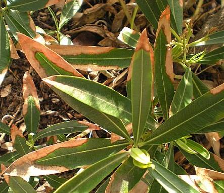 Xylella fastidiosa