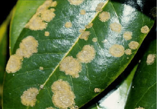 Magnólia algás levél foltosodás