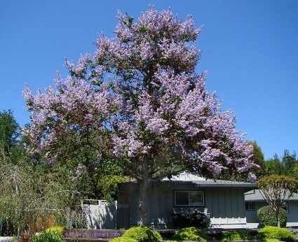 császárfa csemete kapható a Megyeri kertészetben