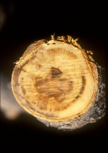 Ecetfa verticilliumos hervadása