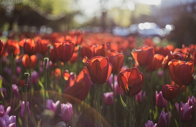 A tulipán kerti út mentén is jól mutat