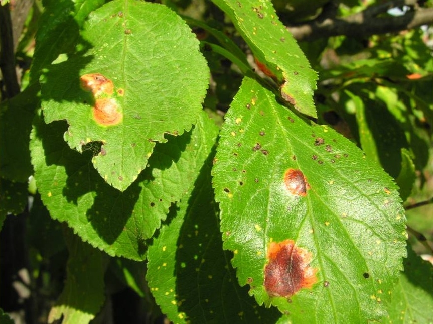 Olykor nagyméretű, barnás-vöröses foltok jelzik a polisztigmás betegség jelentétét a szilva levelén.