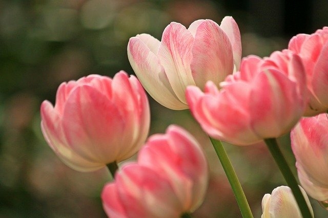 A tulipán kerti út mentén is jól mutat