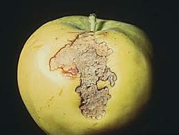 Sodrómoly kártétele alma termésén