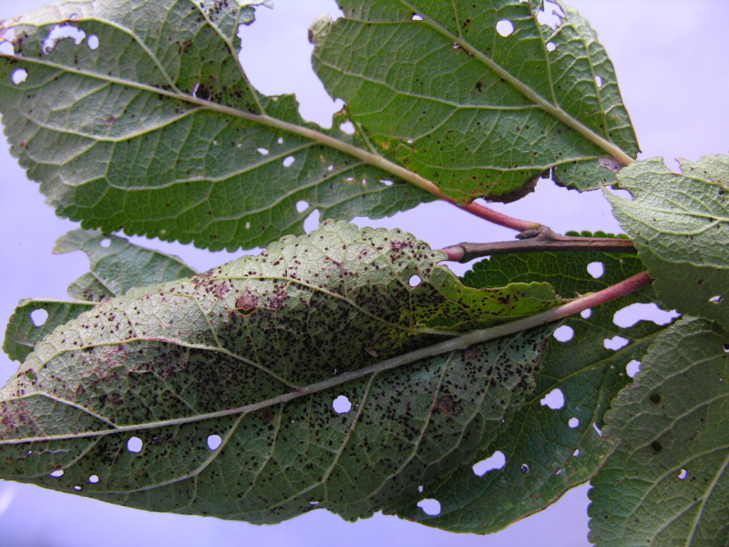 Kertészeti kórokozók és kártevők – Wikipédia, Szilva paraziták a leveleken
