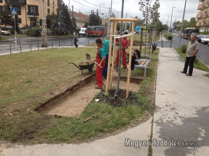 Talajcsere ültetés előtt