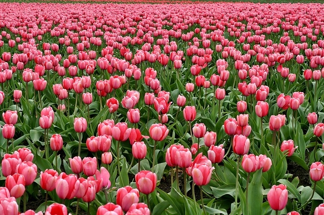 Pompázatos tulipánmező