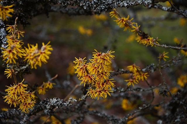 Varázsmogyoró ültetése