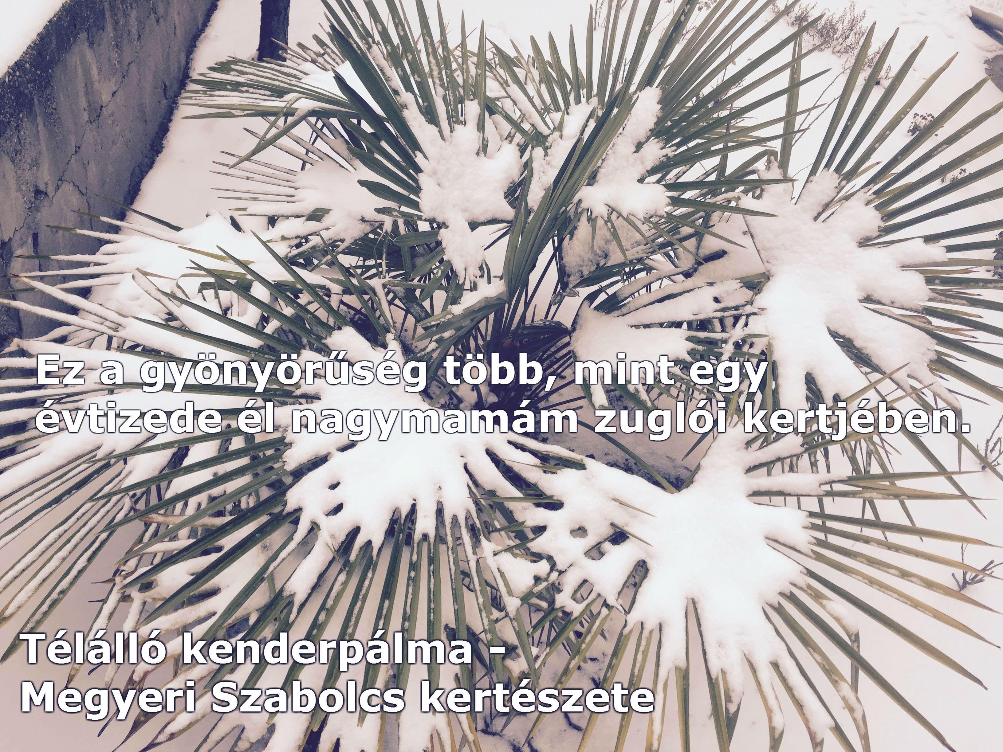 Kínai kenderpálma hóval fedve