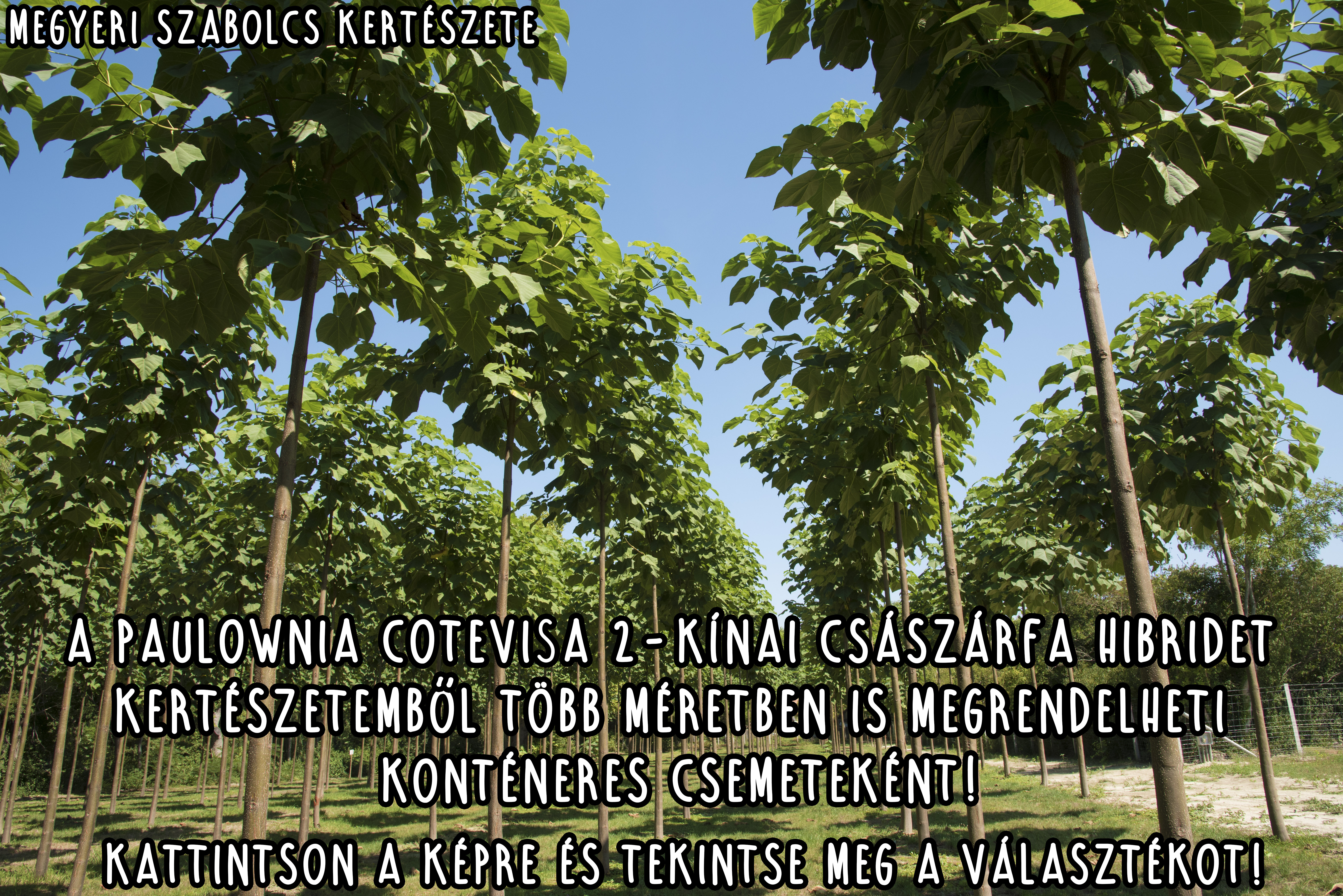 Paulownia Cotevisa2 - Fagytűrő császárfa rendelése