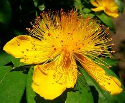 Az örökzöld orbáncfű gyönyörű sárga virága