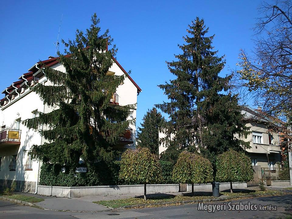 Csüngő eperfák az utcafronton