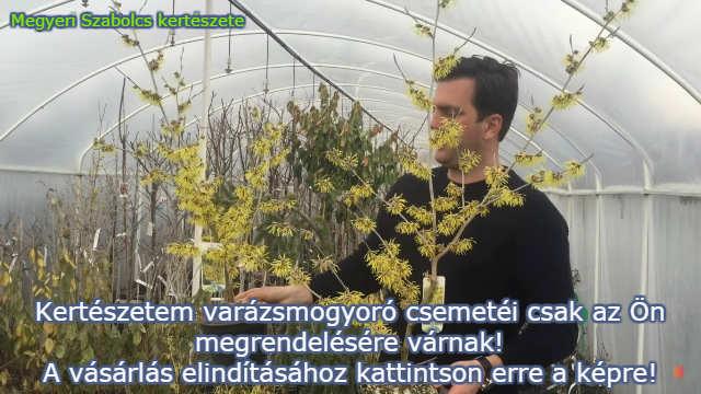 varázsmogyoró rendelés