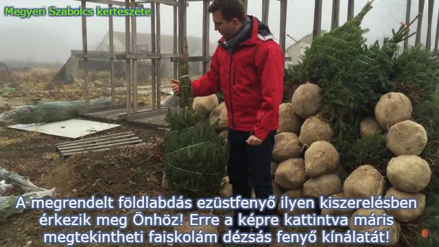 konténeres ezüstfenyő vásárlás Megyeri kertészet