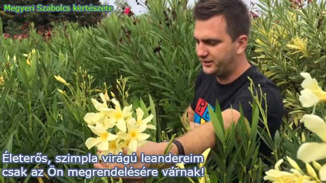 Asia eper fajtám