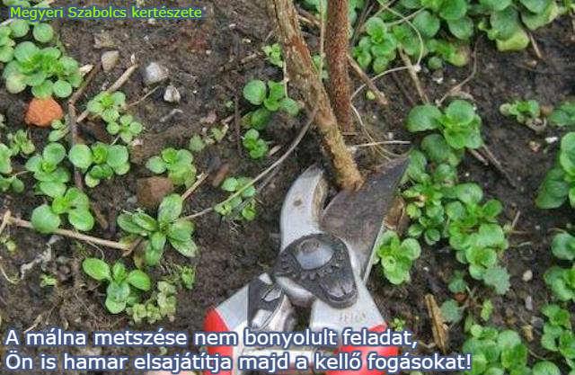 Málna vásárlás a Megyeri kertészetből!