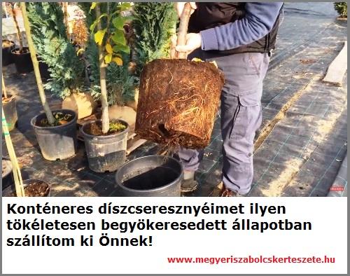 Díszcseresznye kapható online kertészetemben!