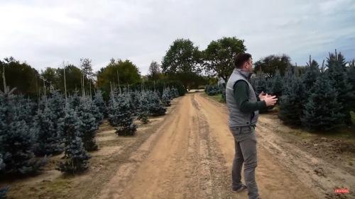 Dézsás fenyő házhozszállítás a Megyeri kertészetből!