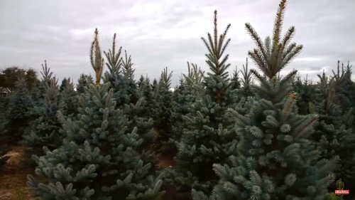 Dézsás karácsonyfa vásárolható a Megyeri kertészetből!
