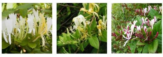 Japán futólonc rendelhető a Megyeri kertészetből!