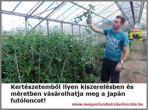 Japán futólonc rendelhető a Megyeri kertészetből!