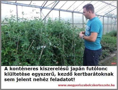 Japán futólonc rendelhető a Megyeri kertészetből!