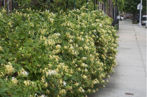 Japán futólonc rendelhető a Megyeri kertészetből!