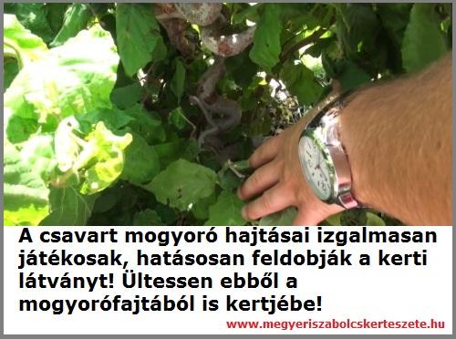 Csavart mogyoró kapható a Megyeri kertészetben!