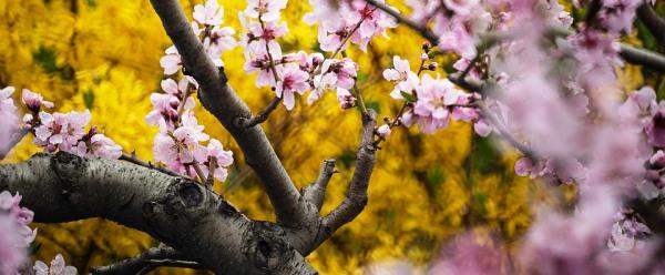 Virágzó cseresznyefa