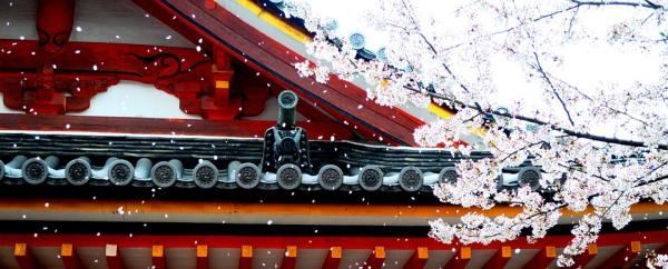 Cseresznyefa Japánban