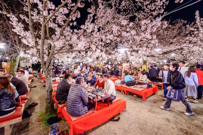 hanami cseresznye virág ünnep