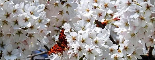 Cseresznye fehér virága