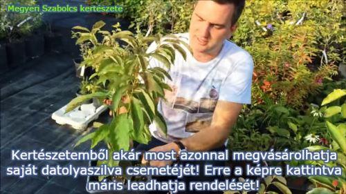 Datolyaszilva csemete vásárolható a Megyeri kertészetben!