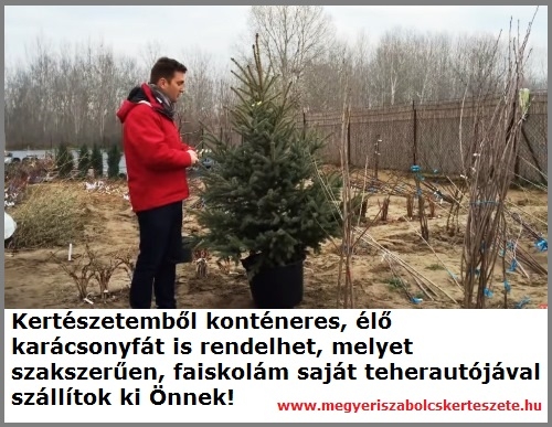 Konténeres karácsonyfa vásárolható a Megyeri kertészetben!