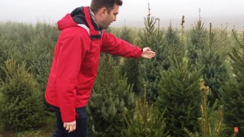 Konténeres karácsonyi fenyő rendelés