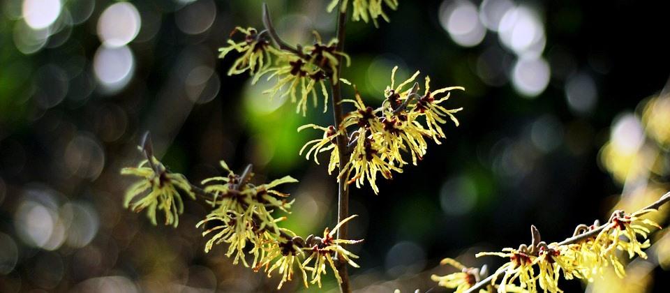 varázsmogyoró sárga virágzata